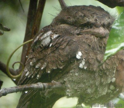 [Sri+Lanka+Frogmouth+2.jpg]