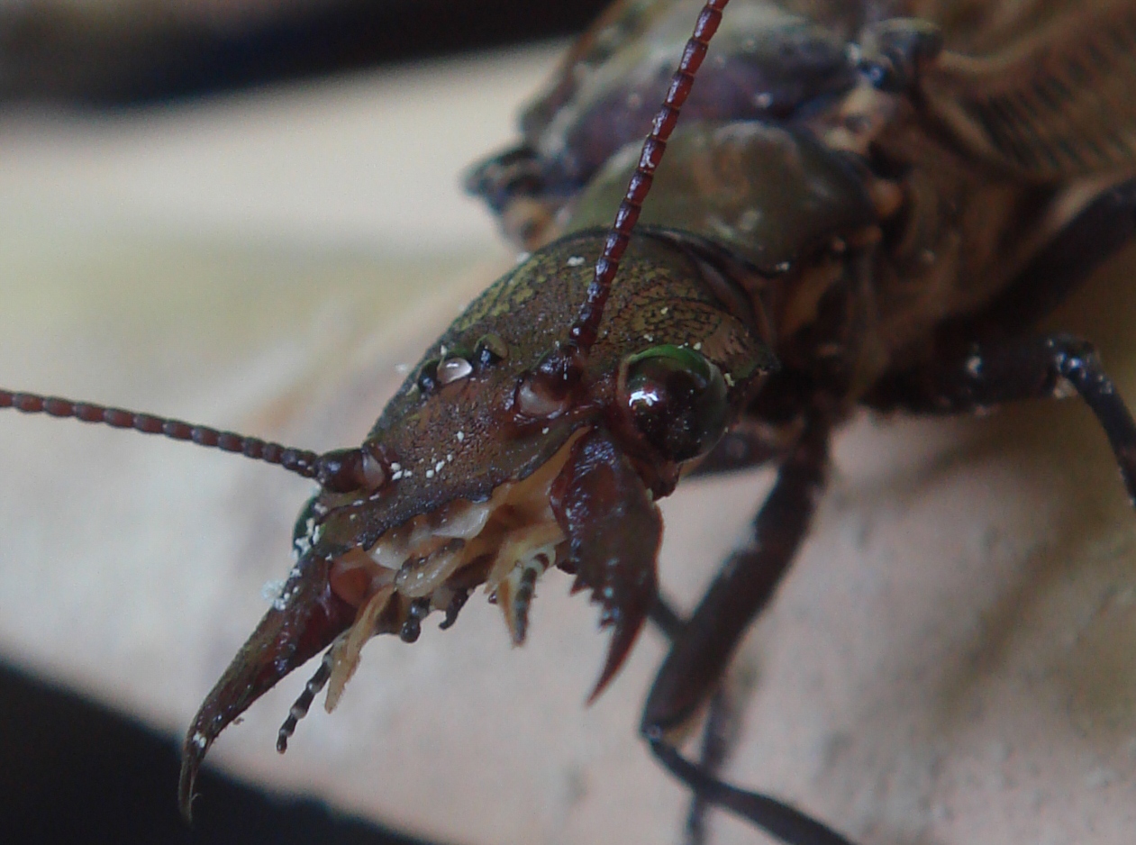 [Longhorn+Beetle.jpg]