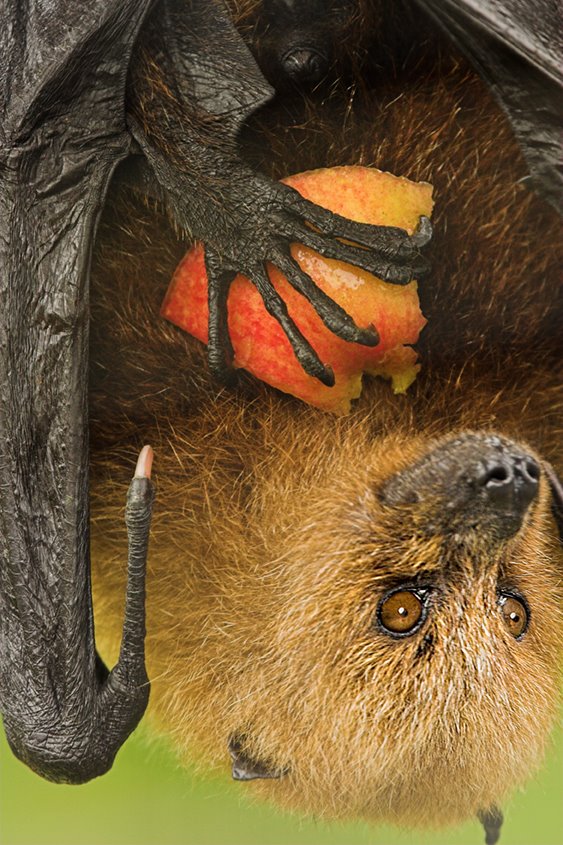 [Fruit+bat+with+apple.jpg]