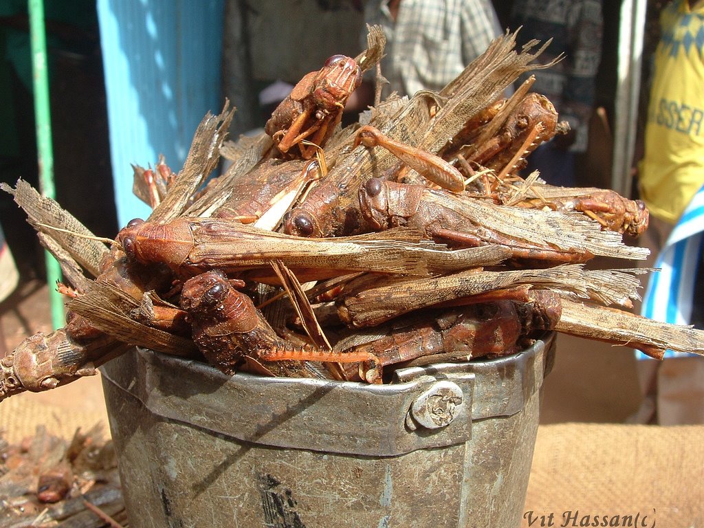 [Grasshopper+Bucket.jpg]