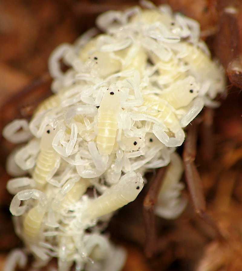 [Serradigitus+scorpion+babies+1.jpg]