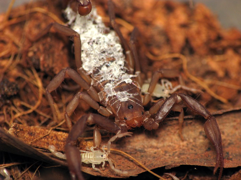 [Serradigitus+scorpion+babies+2.jpg]