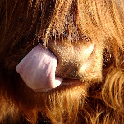 highland+cow+tongue.jpg