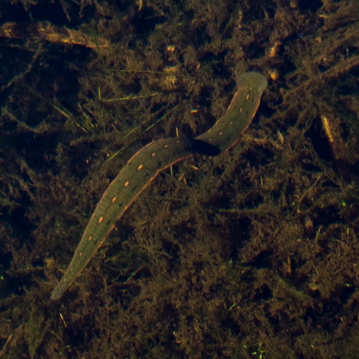 [Leech+-+Canada,+Stephen+Begin.jpg]