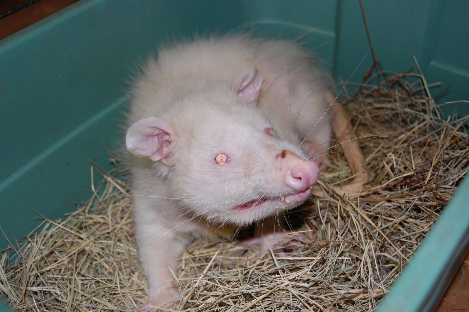 [albino+possum+3.JPG]