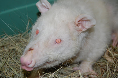albino+possum+2.JPG