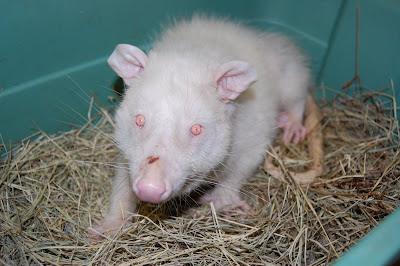 albino+possum+1.JPG