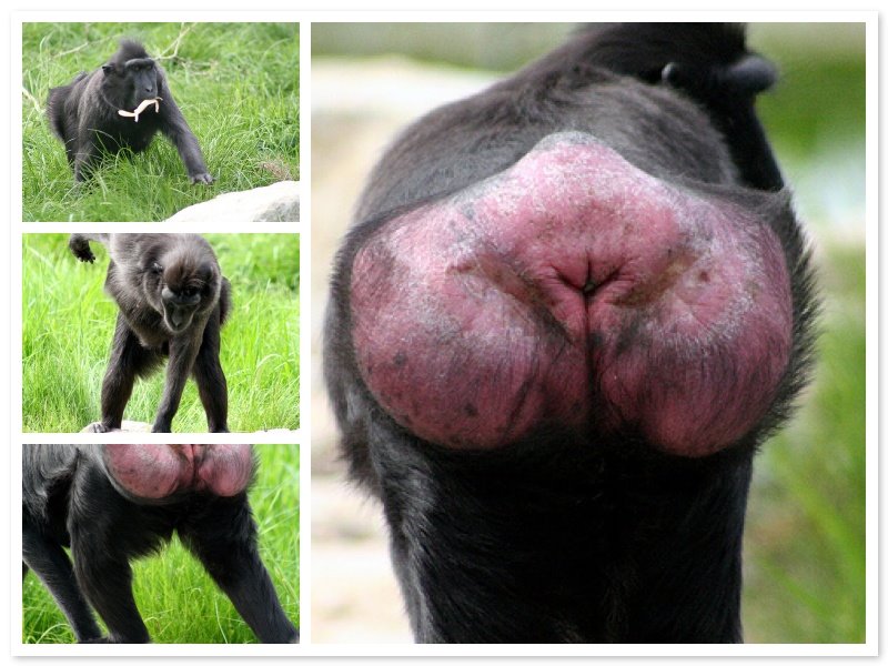 [Drill+butt+-+Hanan.jpg]