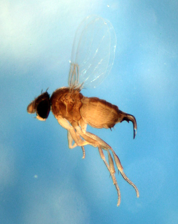[Phorid+Fly+Fire+Ant+5.jpg]