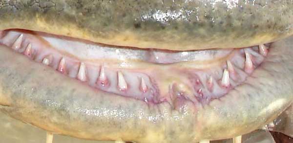 [Goonch+Catfish+Mouth.jpg]