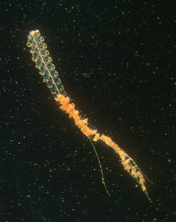 [Siphonophore.jpg]