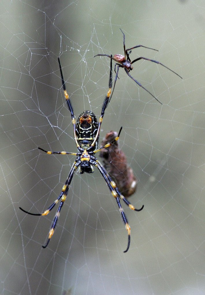 [Argiope+spiders,+male+femail.jpg]