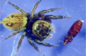 [house+jumper+v+flour+beetle.jpg]