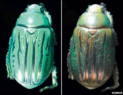 jewelled+beetle.jpg