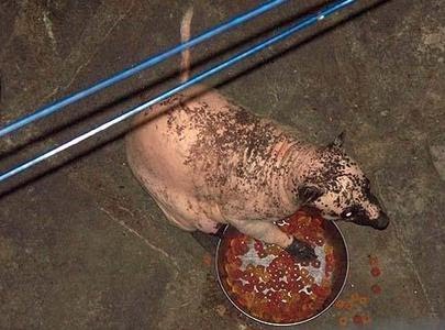 [Raccoon,+bald.jpeg]