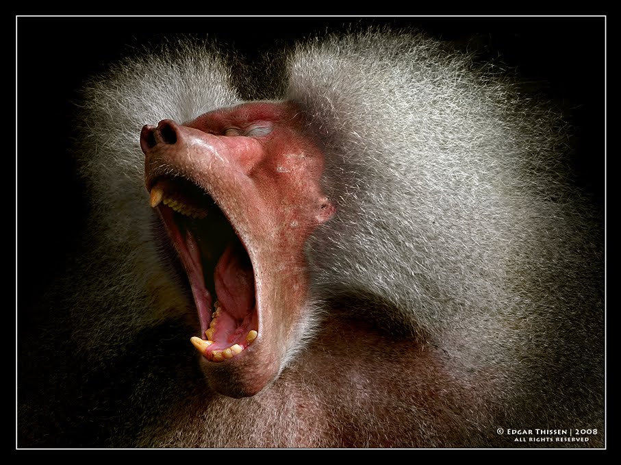 [Hamadryas+Baboon+yawning+-+edgar+Thissen.jpg]