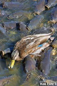 [duck+on+carp+backs.jpg]