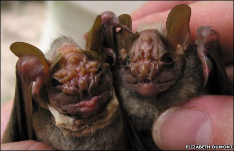 [Wrinkle-faced+bat+pair.jpg]