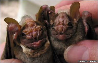 Wrinkle-faced+bat+pair.jpg