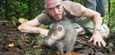 [Bosavi+Wooly+Rat.jpg]