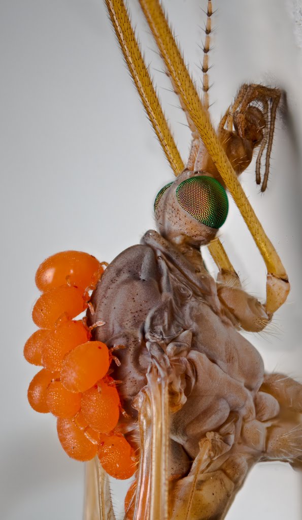[Crane+Fly+with+Mites.jpg]