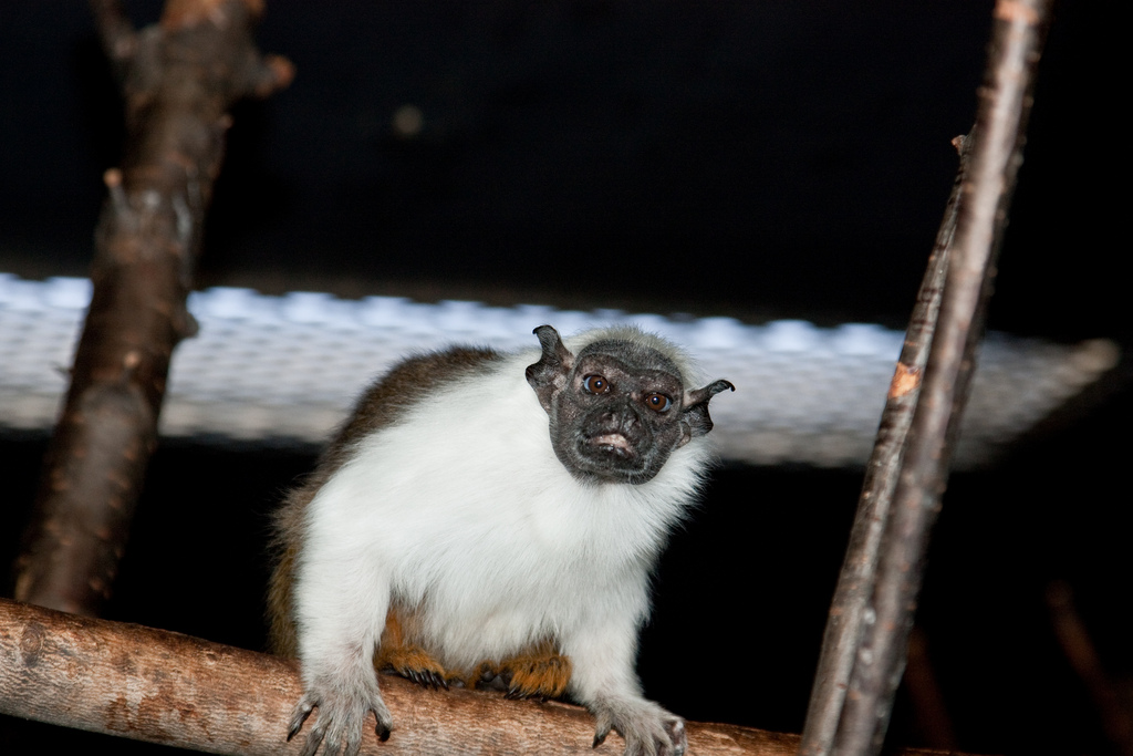 [Tamarin,+Bare-faced+-+Steve+Begin.jpg]