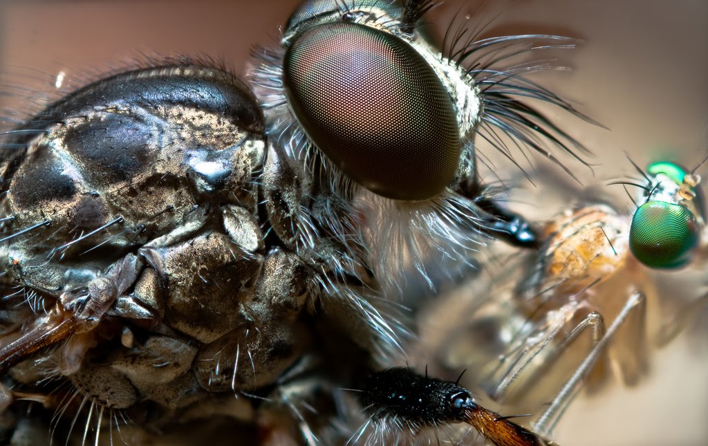 [Robber+fly+eating+smaller+fly.jpg]