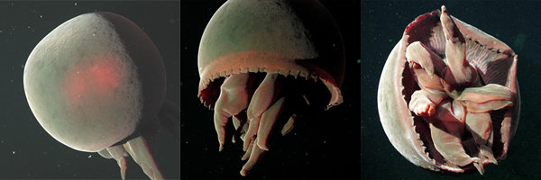 [Granrojo+Jellyfish.jpg]