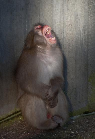 [Screaming+Monkey.JPG]