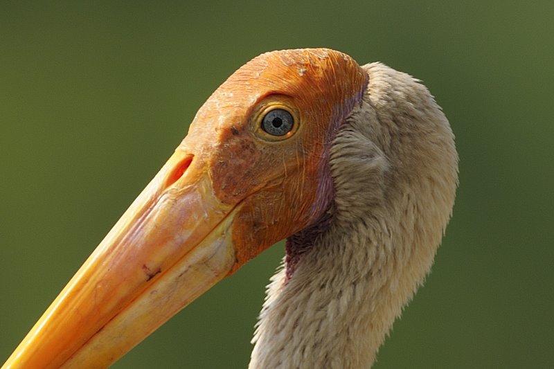 [Painted+Stork+-+Thomas.jpg]