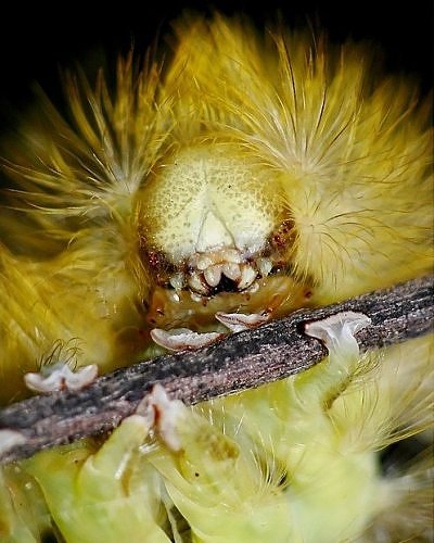 [Caterpillar+-+Blonde+and+Spiky.jpg]