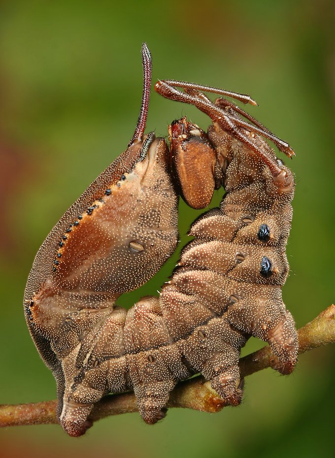 [Caterpillar+Curled+Up+-+LinkInn.jpg]