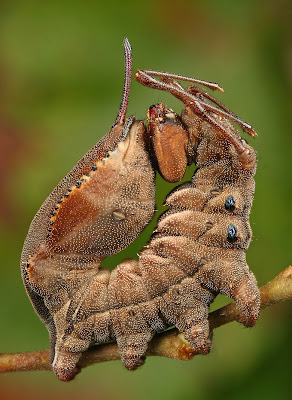 Caterpillar+Curled+Up+-+LinkInn.jpg