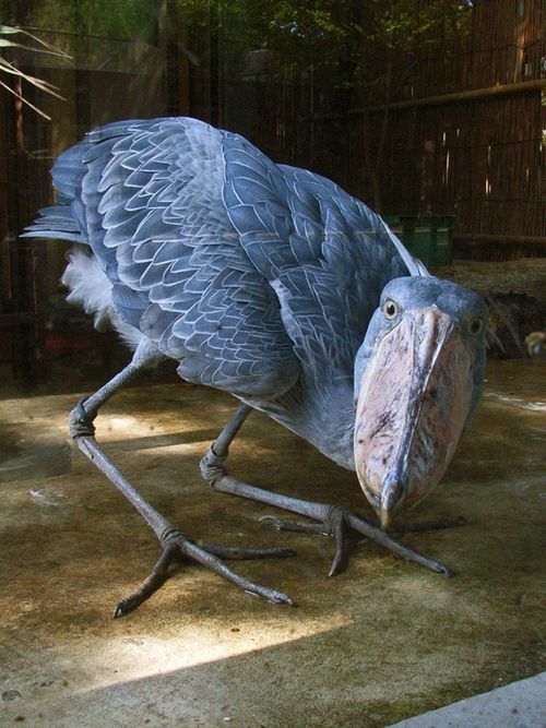 [Shoebill+-+Knuttz.jpg]