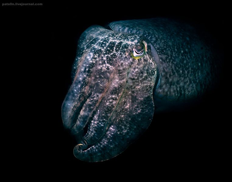 [Cuttlefish,+evil+-+Knuttz.jpg]