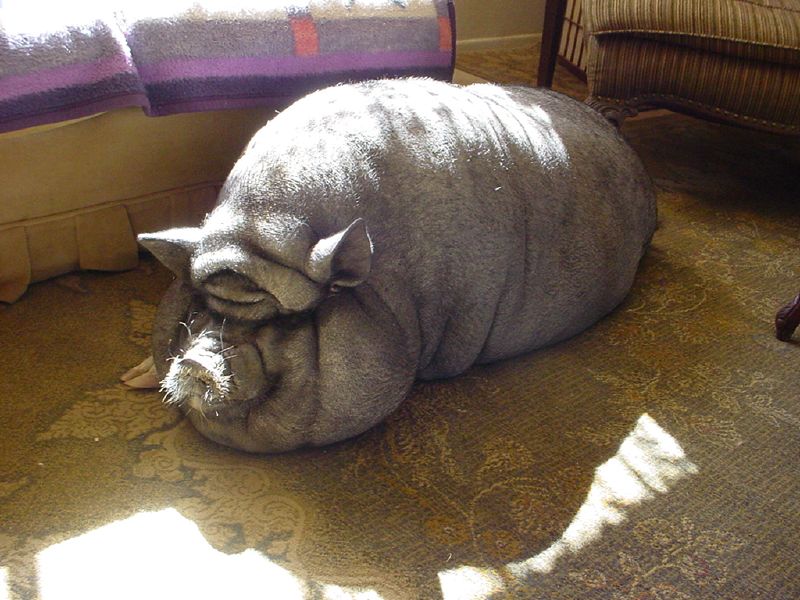 oversized pig