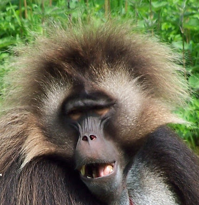 Monkeys With Hair