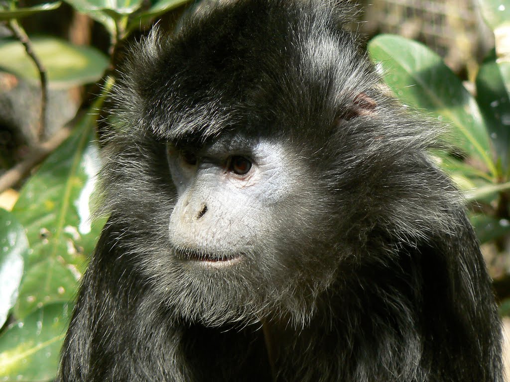 [Ebony+Leaf+Monkey.jpg]