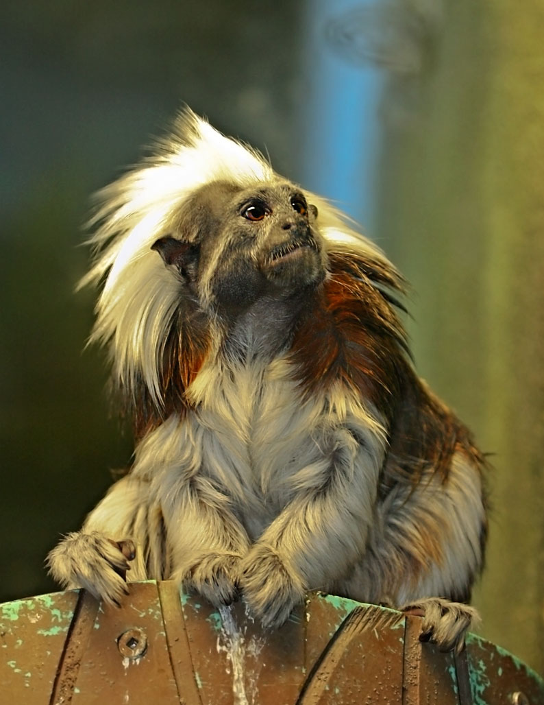 [tamarin,+cotton-top.jpg]