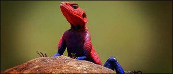[rock_agama_mwanza+2.jpg]