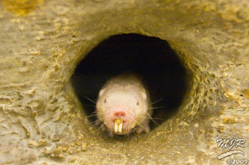 [Naked+Mole-rat+-+Mike+Raiford.jpg]