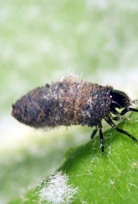 Poo Beetle