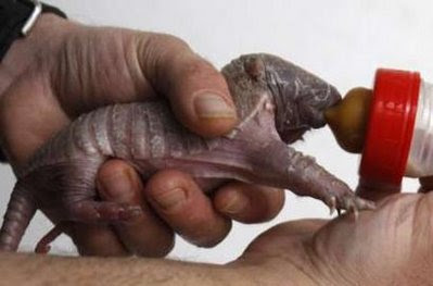 Ugly Armadillo