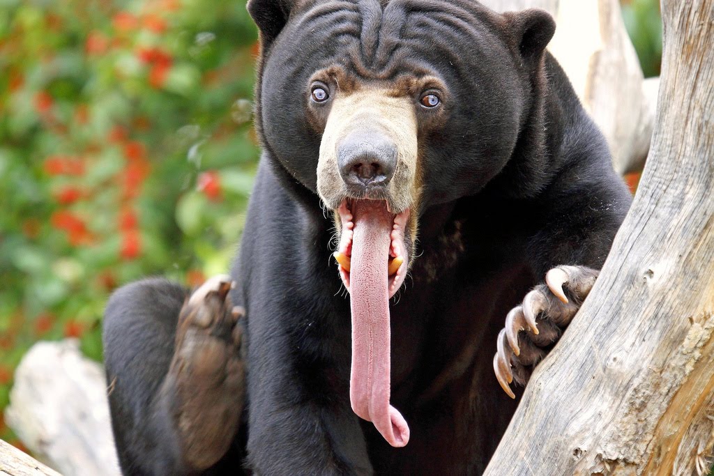 [sun+bear+-+Vearl+Brown.jpg]