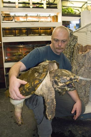 [Man+holding+alligator+snapping+turtle.JPG]