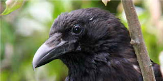 A crow thinks her own bird fairest.