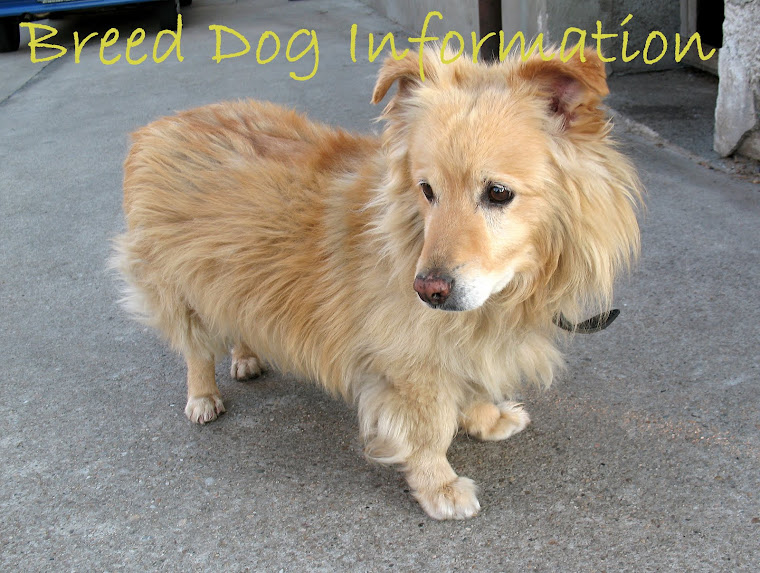 Breed Dog Information