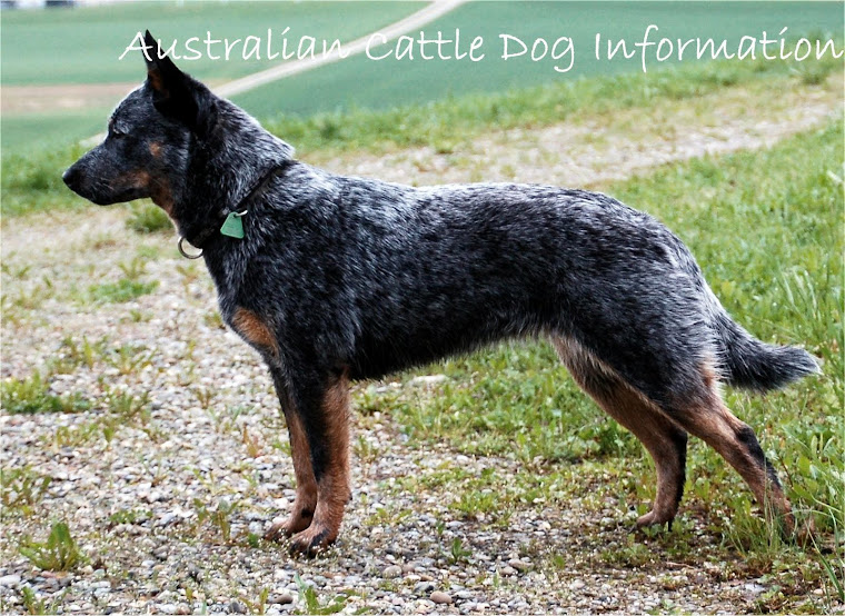australian cattle dog information