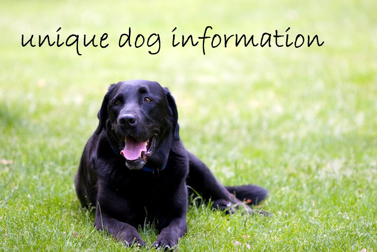 unique dog information