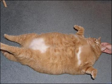 [dwallibee-fat-cat.jpg]